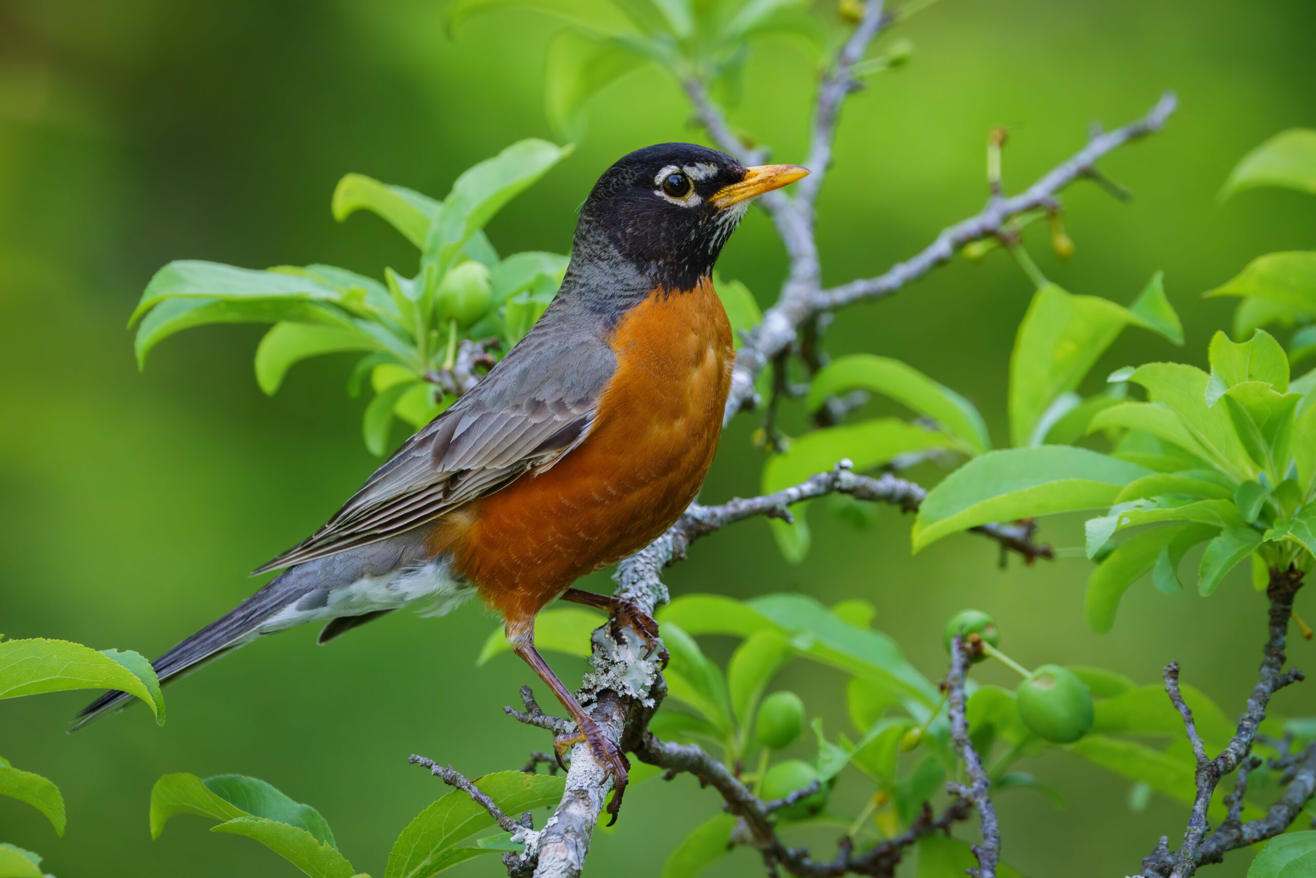 chattanooga bird conservation bird divert
